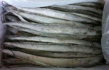 帶魚價(jià)格_供應(yīng)連云港 帶魚_廣東廣州市帶魚生產(chǎn)供應(yīng)商_冷凍粗加工水產(chǎn)品盡在搜了網(wǎng)